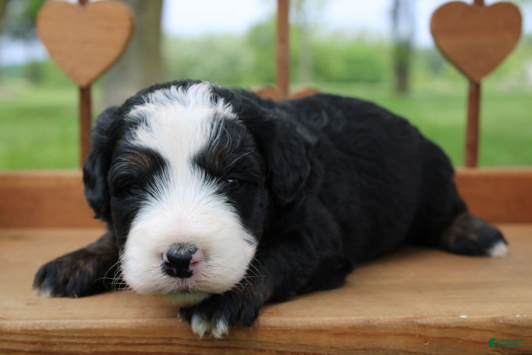 Mini Bernedoodle dogs for sale: Leo - Image 18