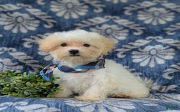 Maltese dogs for sale: Graham - Image 9