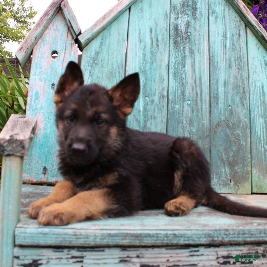 German Shepherd dogs for sale: Bruno - Image 5