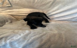German Shepherd dogs for sale: Dexter - Image 2
