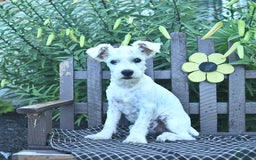 Miniature Schnauzer dogs for sale: Perley - Image 3