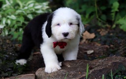 Old English Sheepdog dogs for sale: Dallas - Image 8