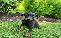 Doberman Pinscher dogs for sale: Dallas - Image 4