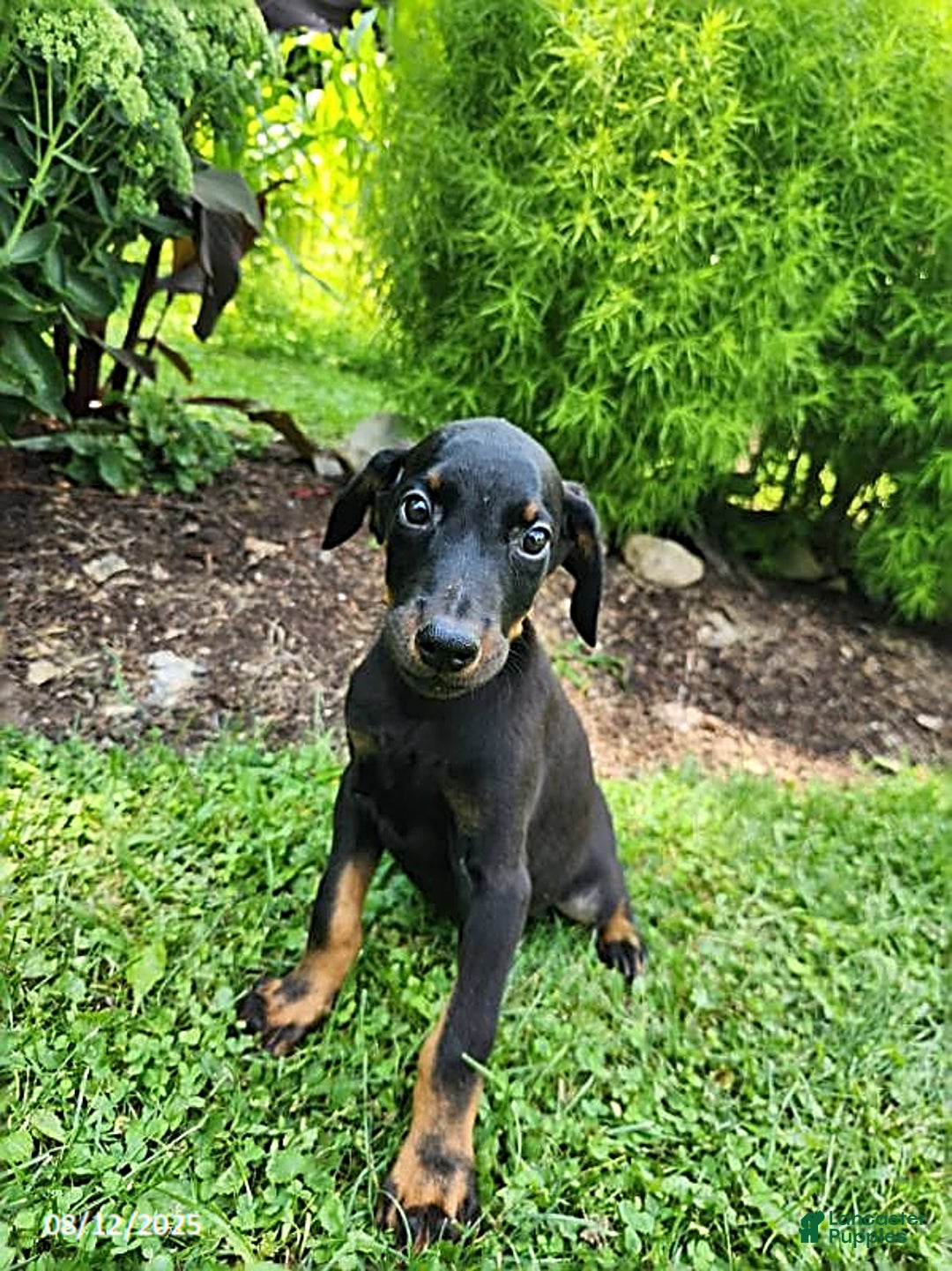 Doberman Pinscher dogs for sale: Dallas - Image 4