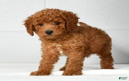 Mini Goldendoodle dogs for sale: Roger - Image 4