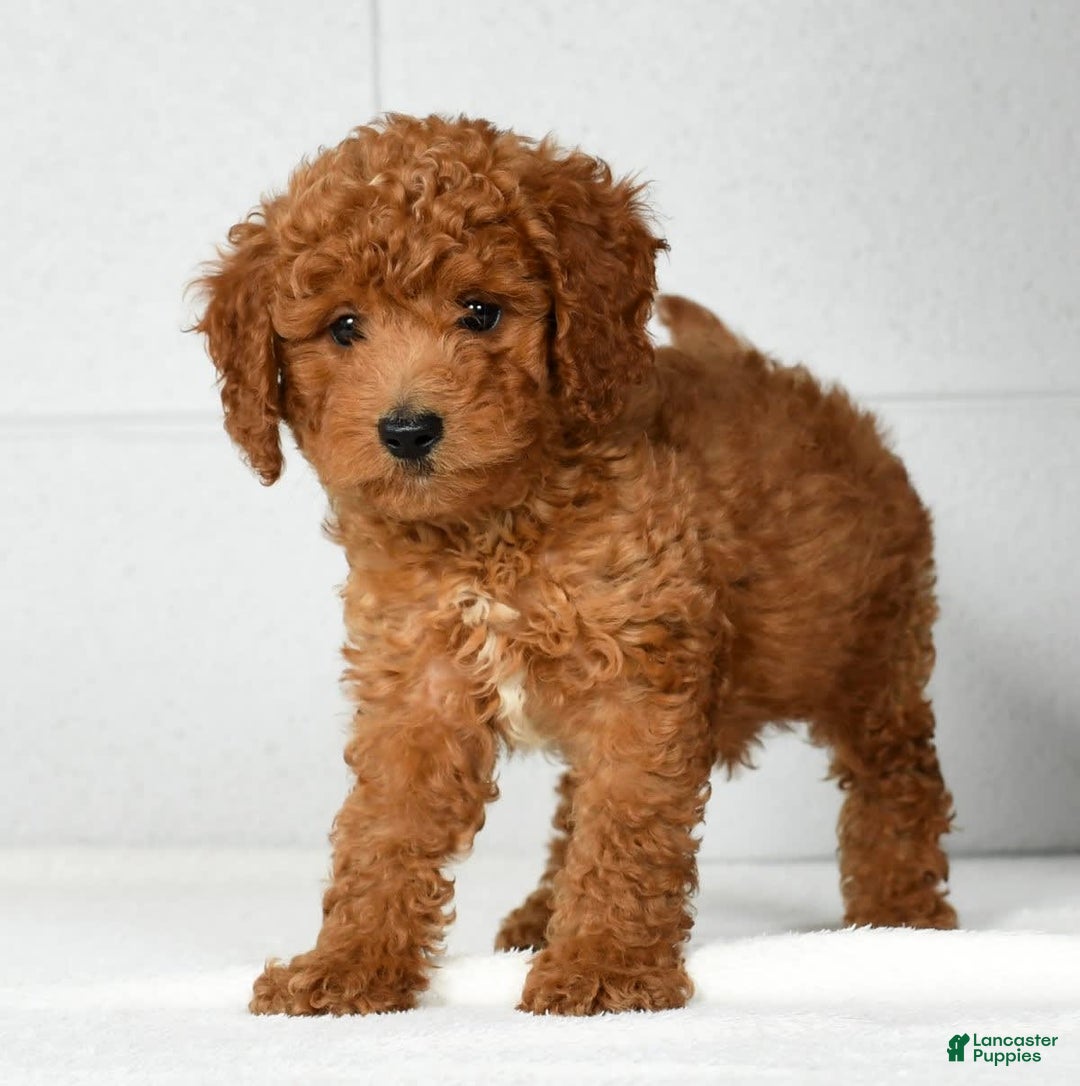 Mini Goldendoodle dogs for sale: Roger - Image 4