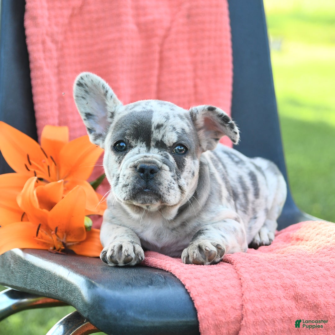 French Bulldog dogs for sale: Jemma - Image 6
