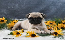 Pug dogs for sale: Theodor - Image 5