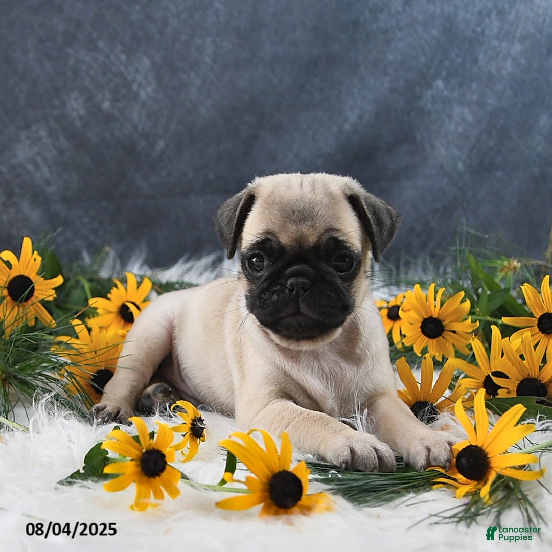 Pug dogs for sale: Theodor - Image 5