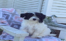 Miniature Poodle dogs for sale: Biscuit - Image 4