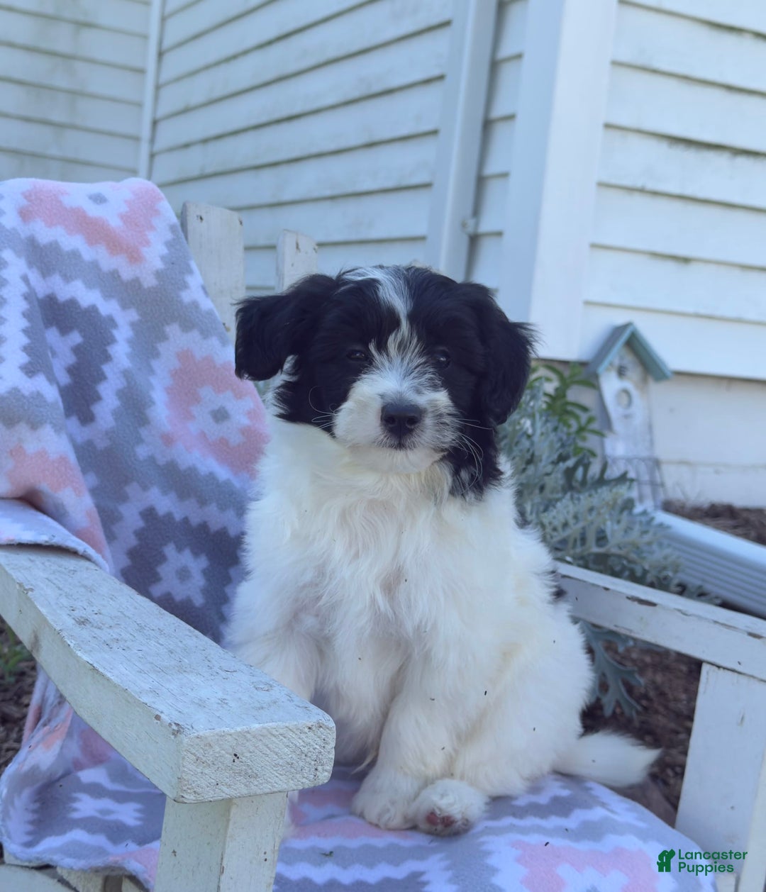Miniature Poodle dogs for sale: Biscuit - Image 4