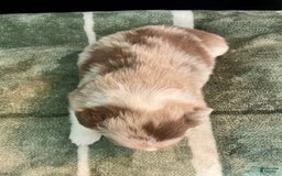 Australian Shepherd dogs for sale: Skipper - Image 4