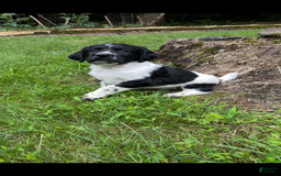 English Springer Spaniel dogs for sale: Rocky - Image 3
