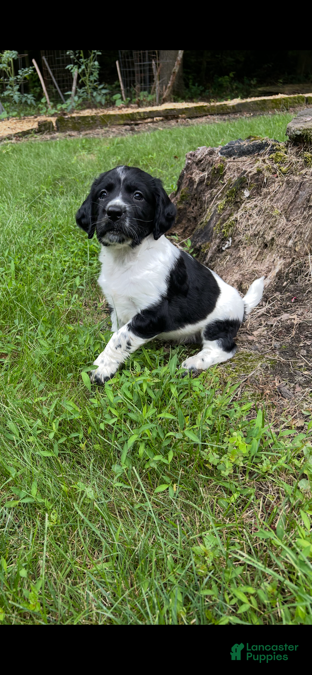 English Springer Spaniel dogs for sale: Rocky - Image 3