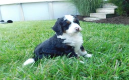 Mini Bernedoodle dogs for sale: Kody - Image 8