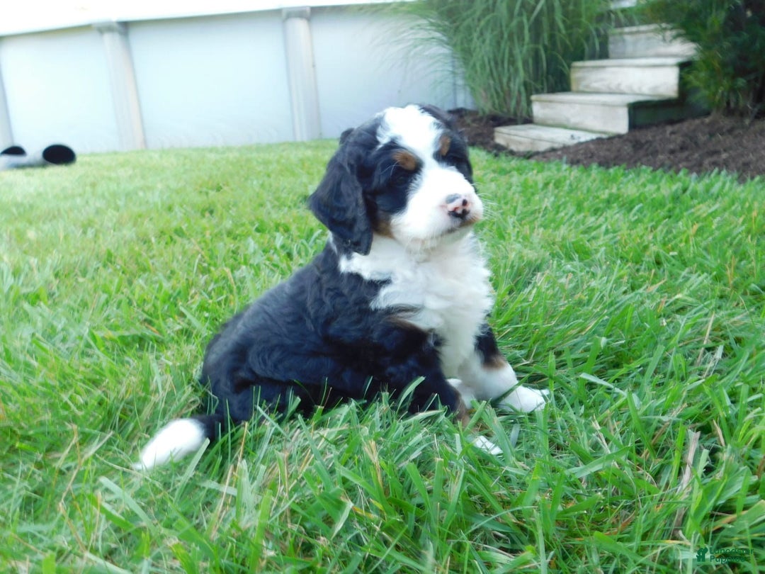 Mini Bernedoodle dogs for sale: Kody - Image 8