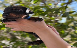 Doberman Pinscher dogs for sale: Blue Collar - Image 9