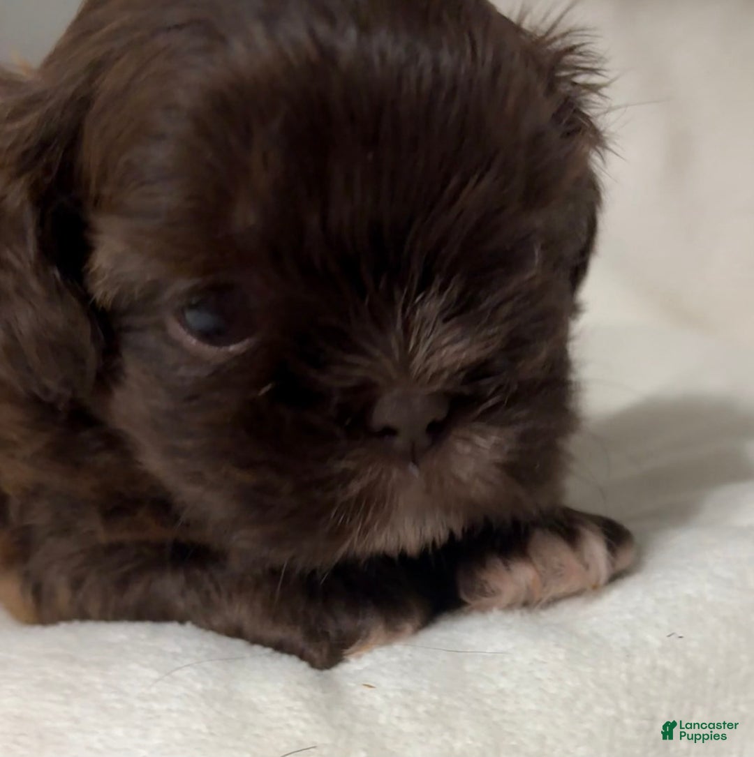 Shih Tzu dogs for sale: Kaylee - Image 15