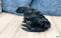  dogs for sale: Mini Goldendoodle 5 puppies - Image 11