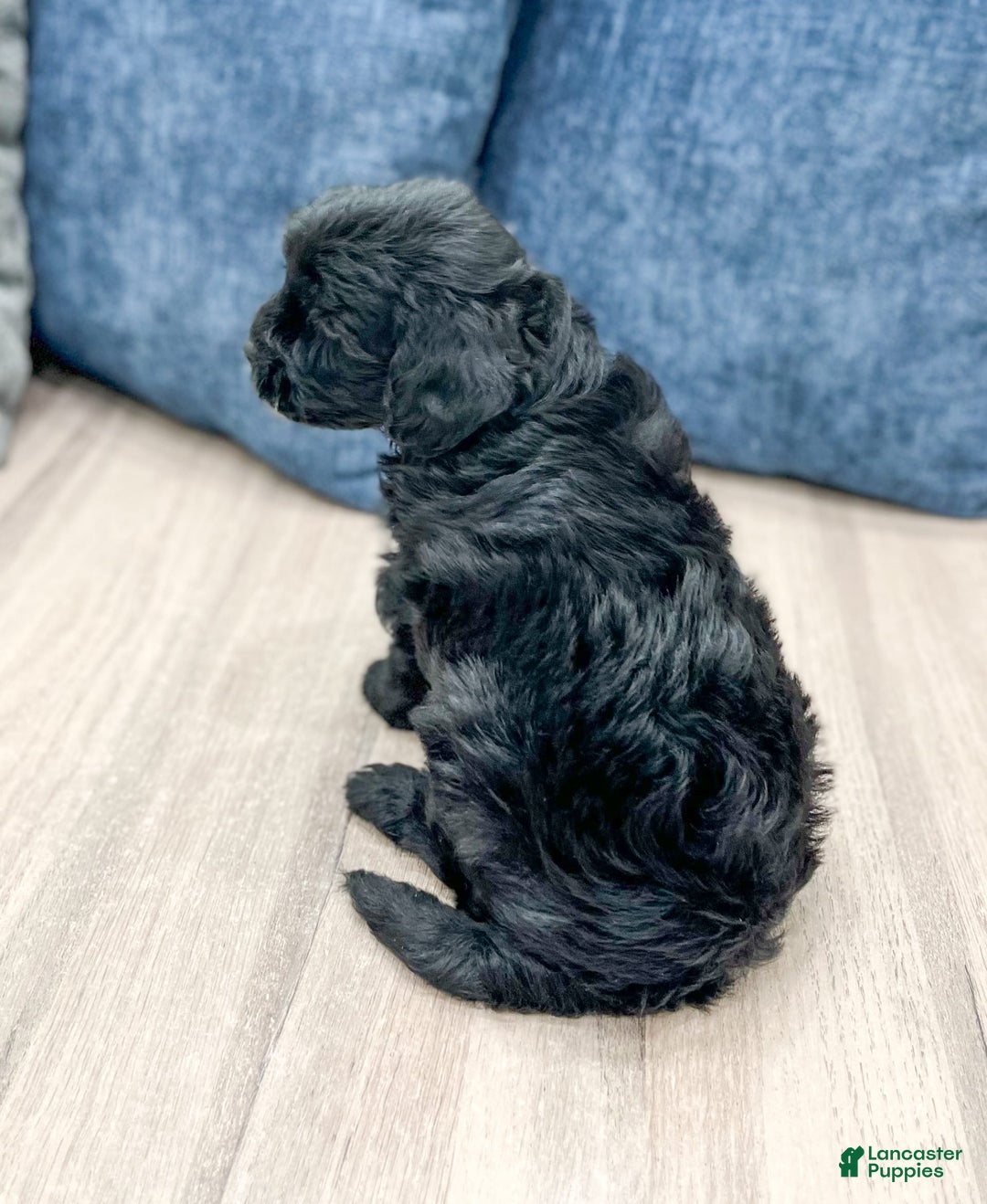  dogs for sale: Mini Goldendoodle 5 puppies - Image 11