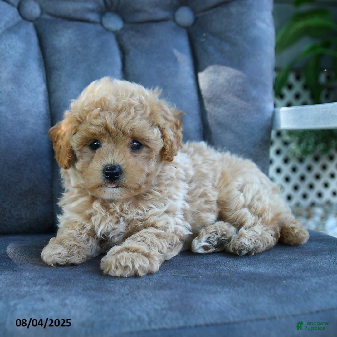 Maltipoo dogs for sale: Puffball - Image 2