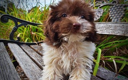 Havapoo dogs for sale: Hero - Image 2