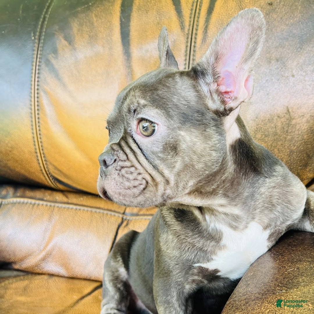 French Bulldog dogs for sale: Buddy - Image 6