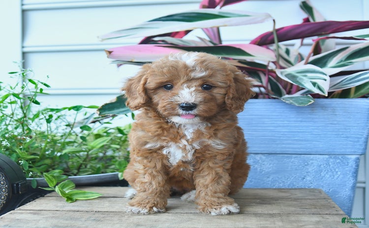 Mini Goldendoodle dogs for sale - Ad 4