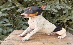 Rat Terrier dogs for sale: Stetson - Image 6