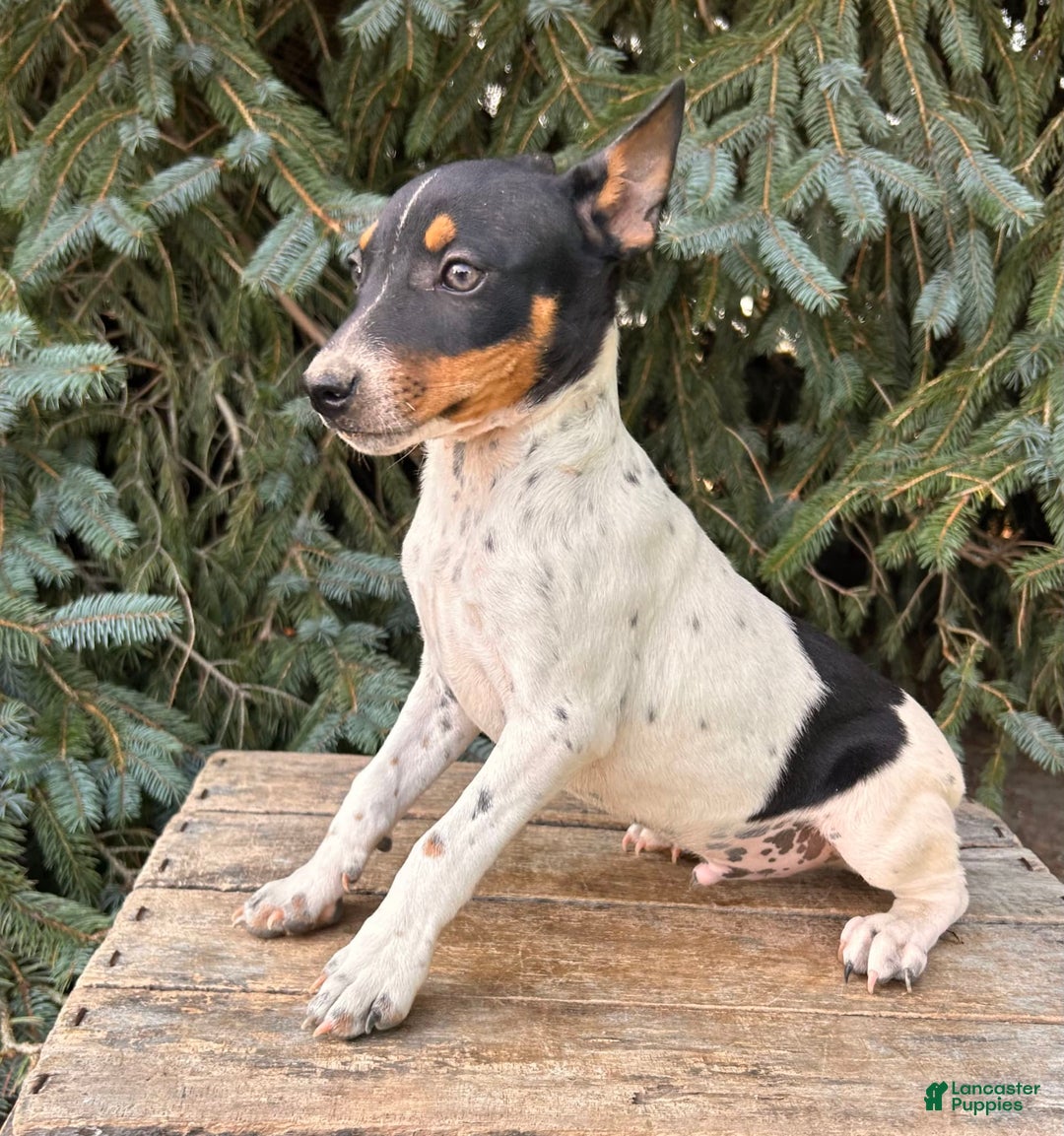 Rat Terrier dogs for sale: Stetson - Image 6