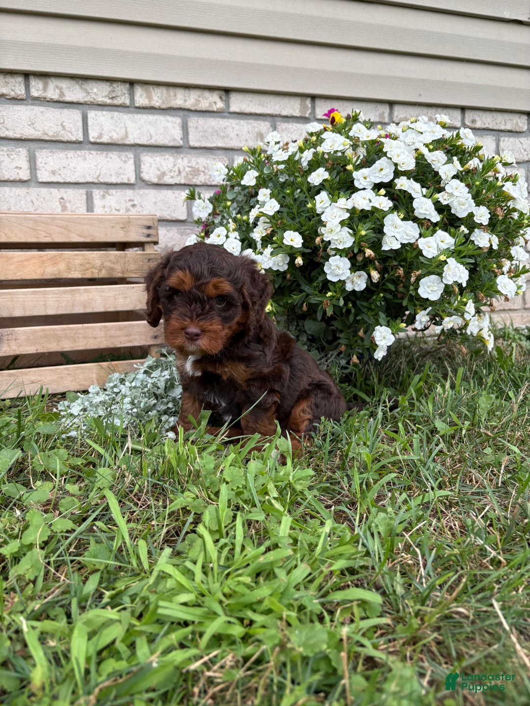 Beagle dogs for sale: Chester - Image 1