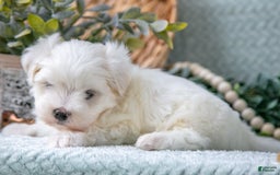 Maltese dogs for sale: Parker - Image 4