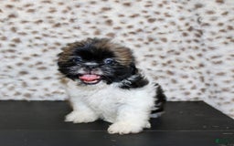 Shih Tzu dogs for sale: Sammie - Image 2