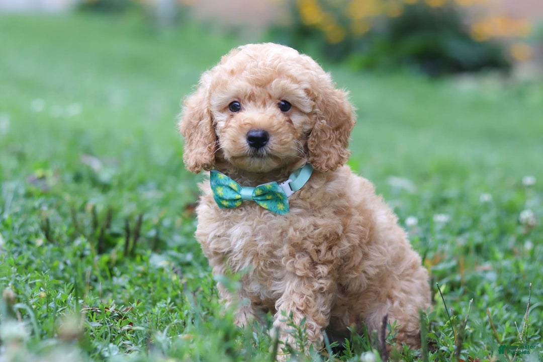 Miniature Poodle dogs for sale: Mario - Image 2