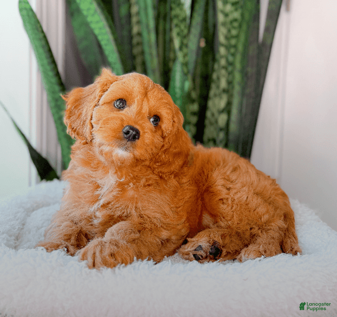Cavapoo dogs for sale: Ivory - Image 1