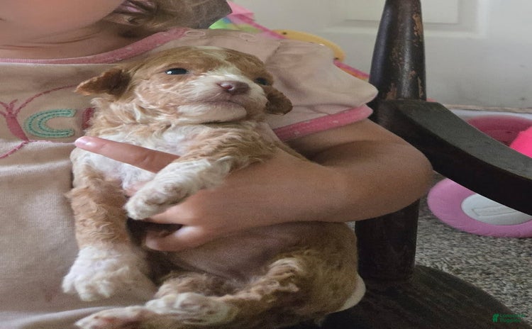 Miniature Poodle dogs for sale - Ad 1
