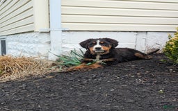 Bernese Mountain Dog dogs for sale: Athena - Image 2