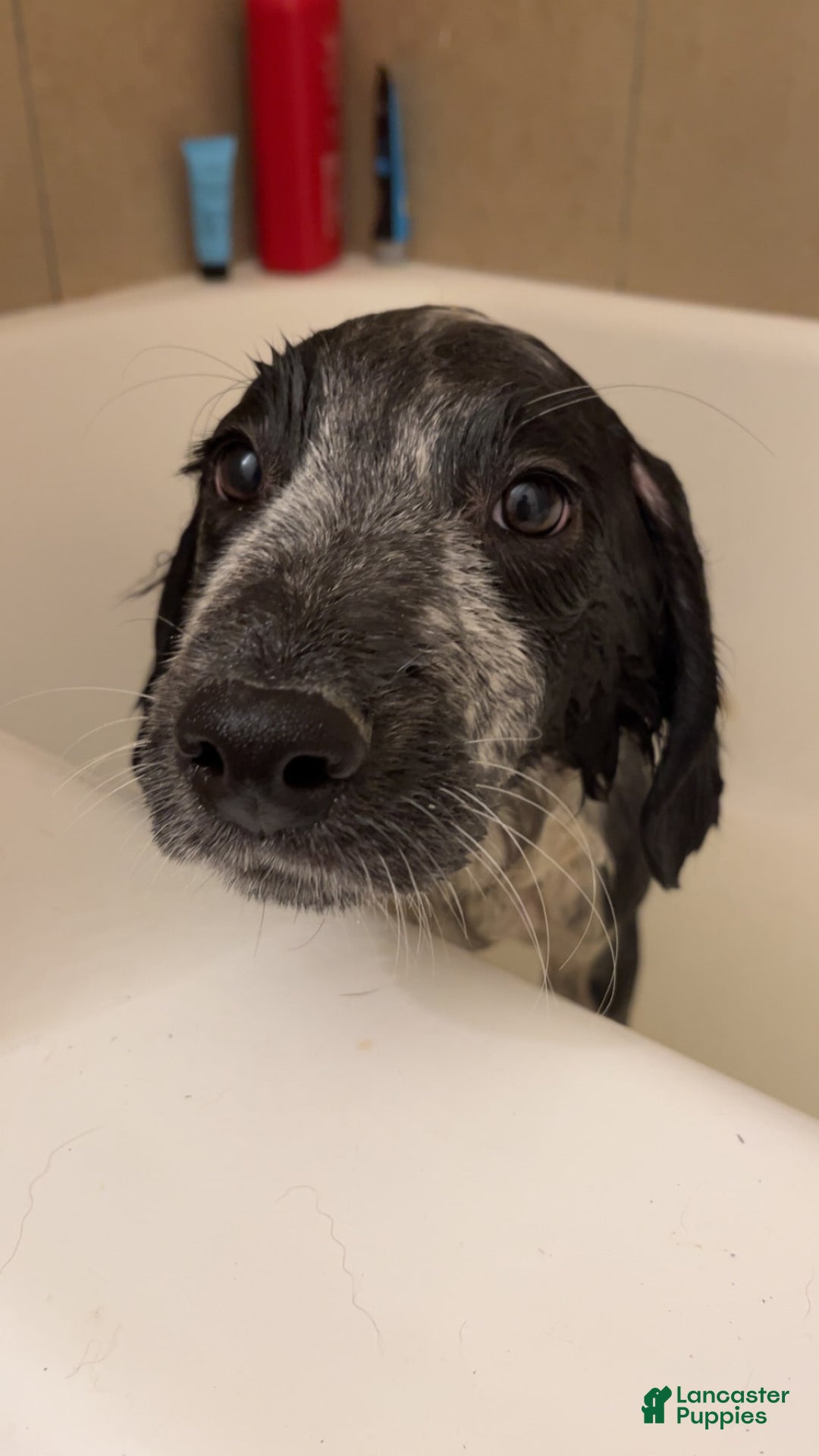 Australian Cattle Dog dogs for sale: Ash - Image 7