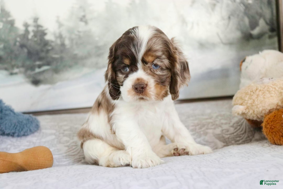 Cocker Spaniel dogs for sale: Beckham - Image 6