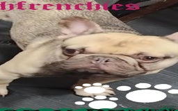 French Bulldog dogs for sale: Smokey - Image 14