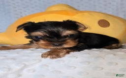 Yorkshire Terrier dogs for sale: Tt - Image 7