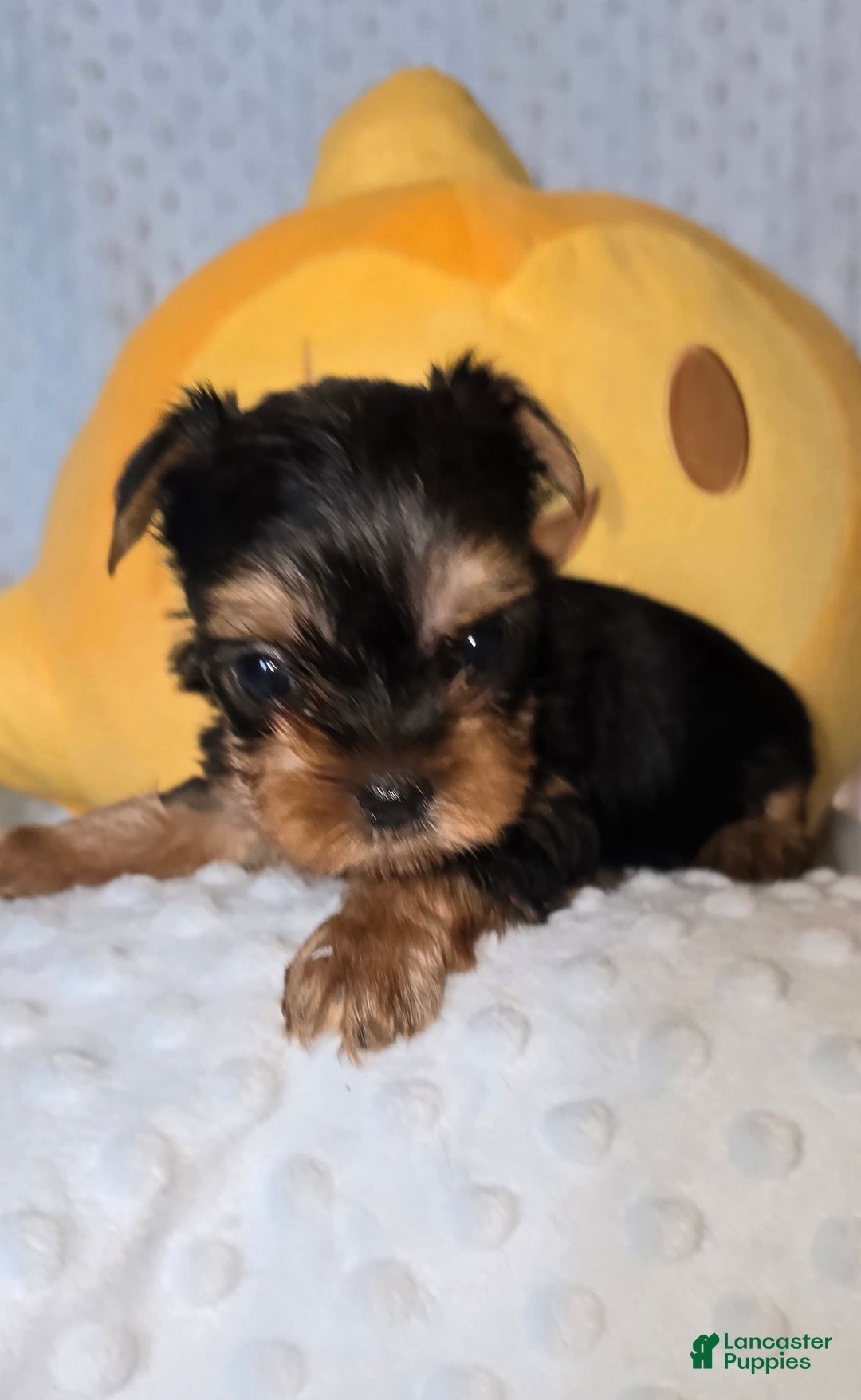 Yorkshire Terrier dogs for sale: Tt - Image 7