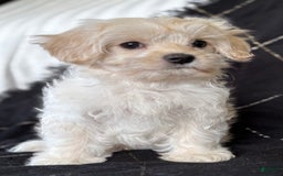 Maltese dogs for sale: EMMY LOU - Image 3