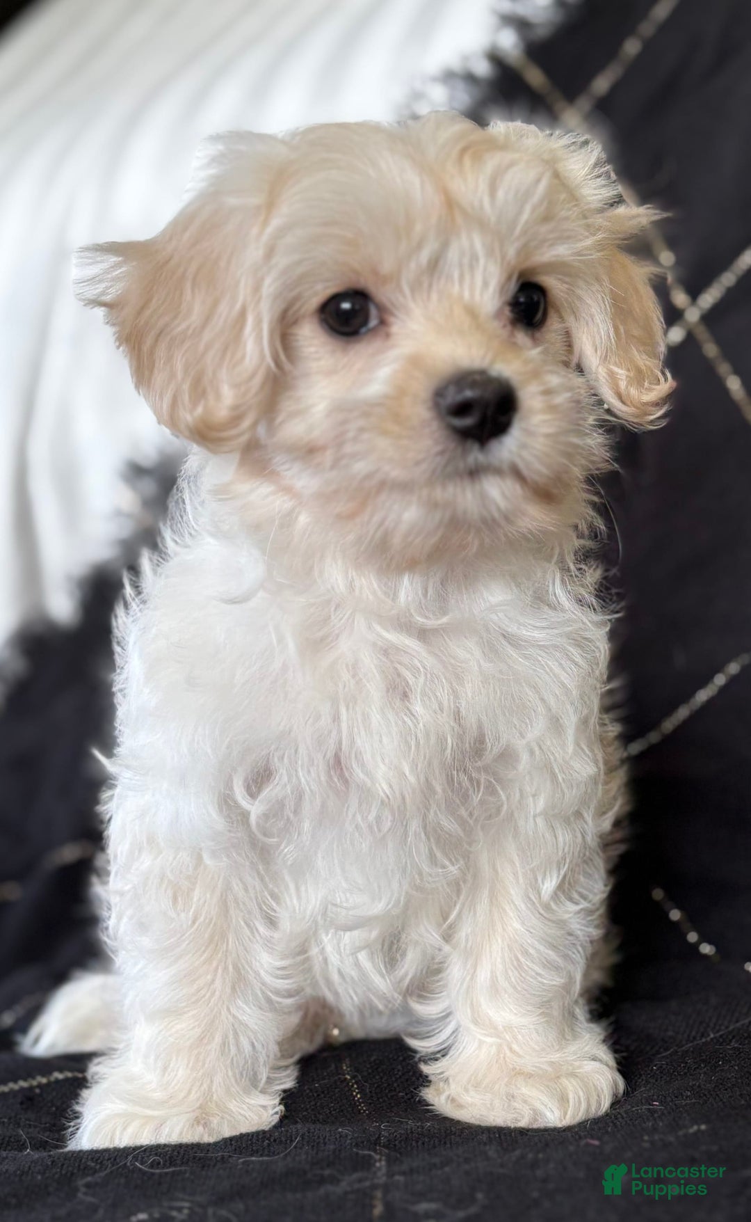 Maltese dogs for sale: EMMY LOU - Image 3