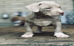American Bully dogs for sale: Loc - Image 13