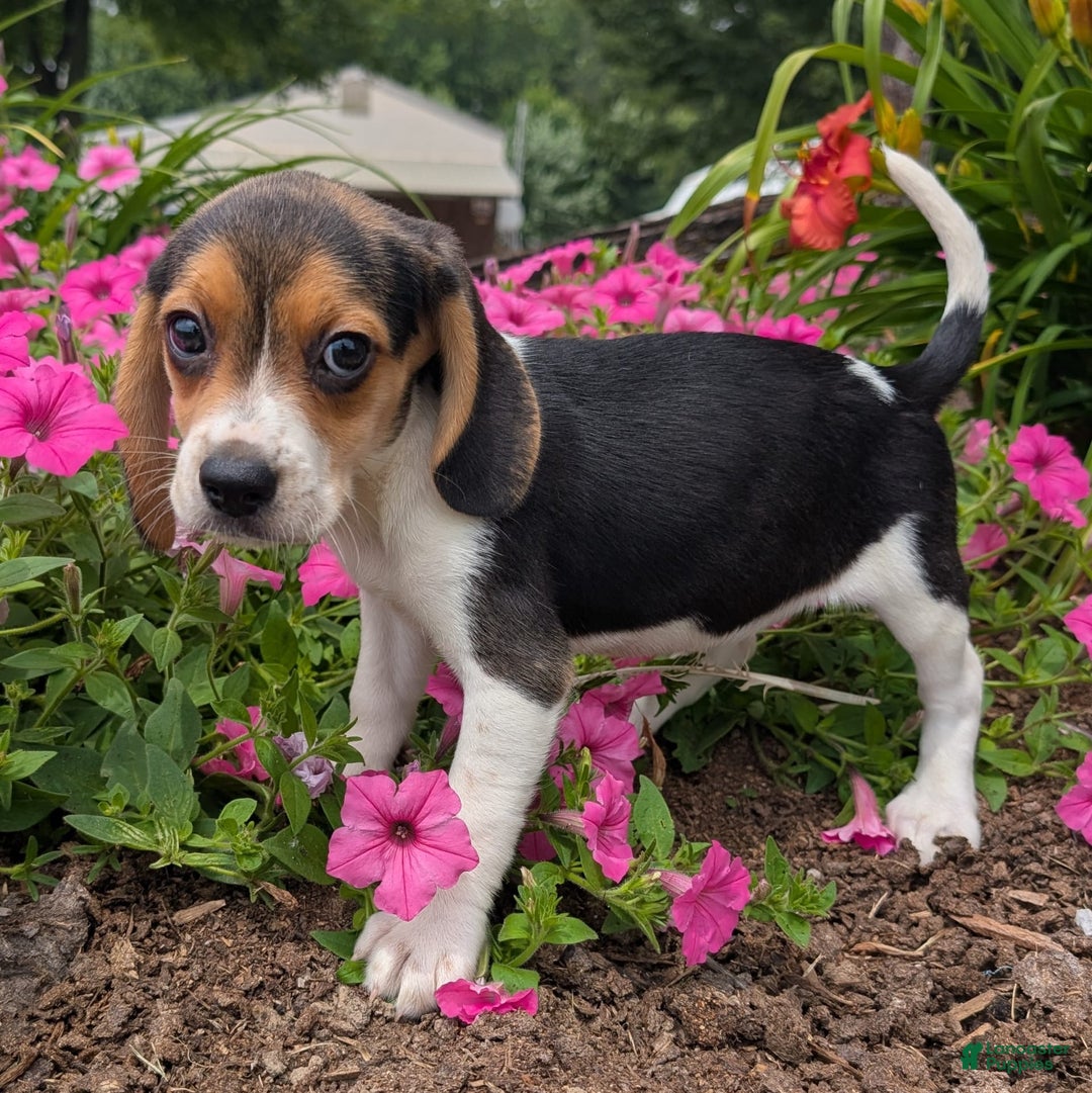 Beagle dogs for sale: Hazelnut - Image 7