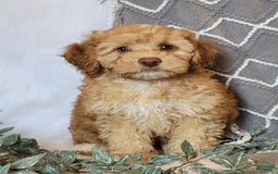 Cockapoo dogs for sale: Linclon - Image 6
