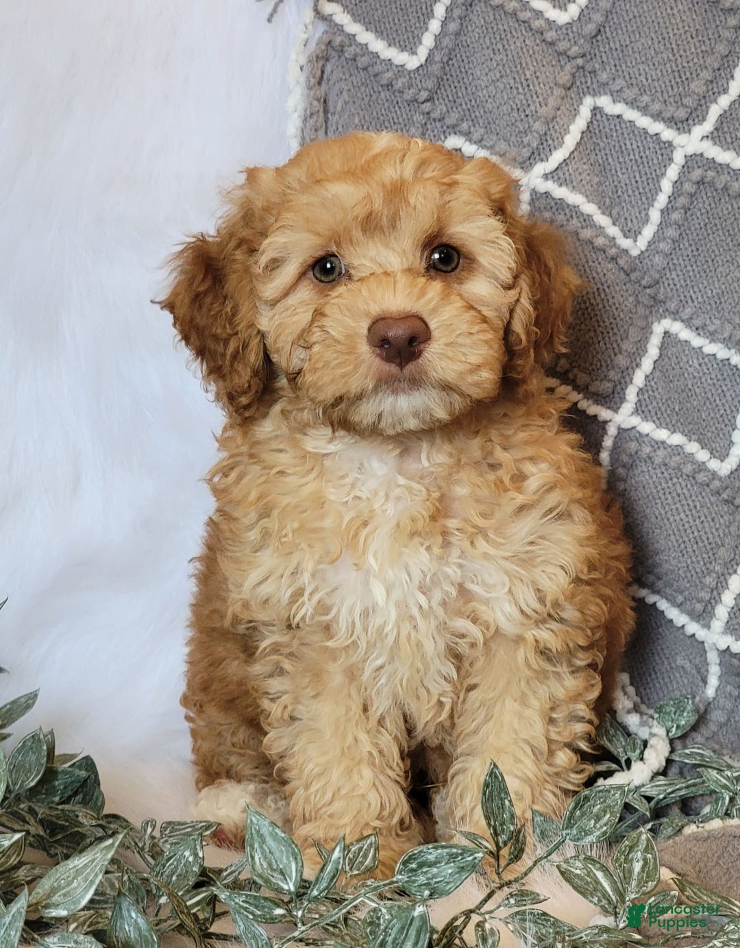 Cockapoo dogs for sale: Linclon - Image 6