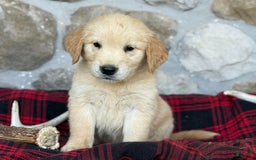 Golden Retriever dogs for sale: Sydney - Image 2