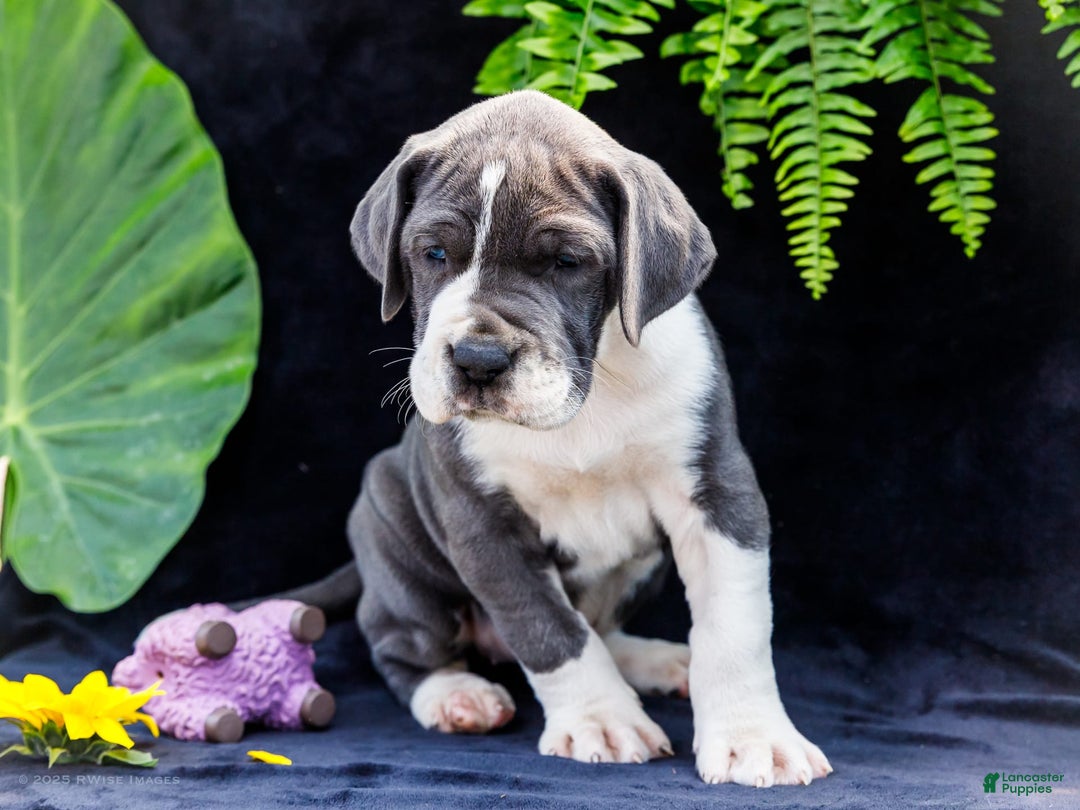 Great Dane dogs for sale: Missy - Image 6